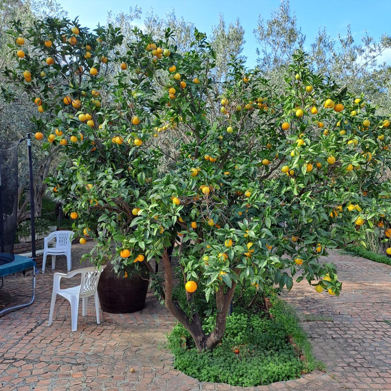Villa Gatto Rometta Marea Eksteriør bilde