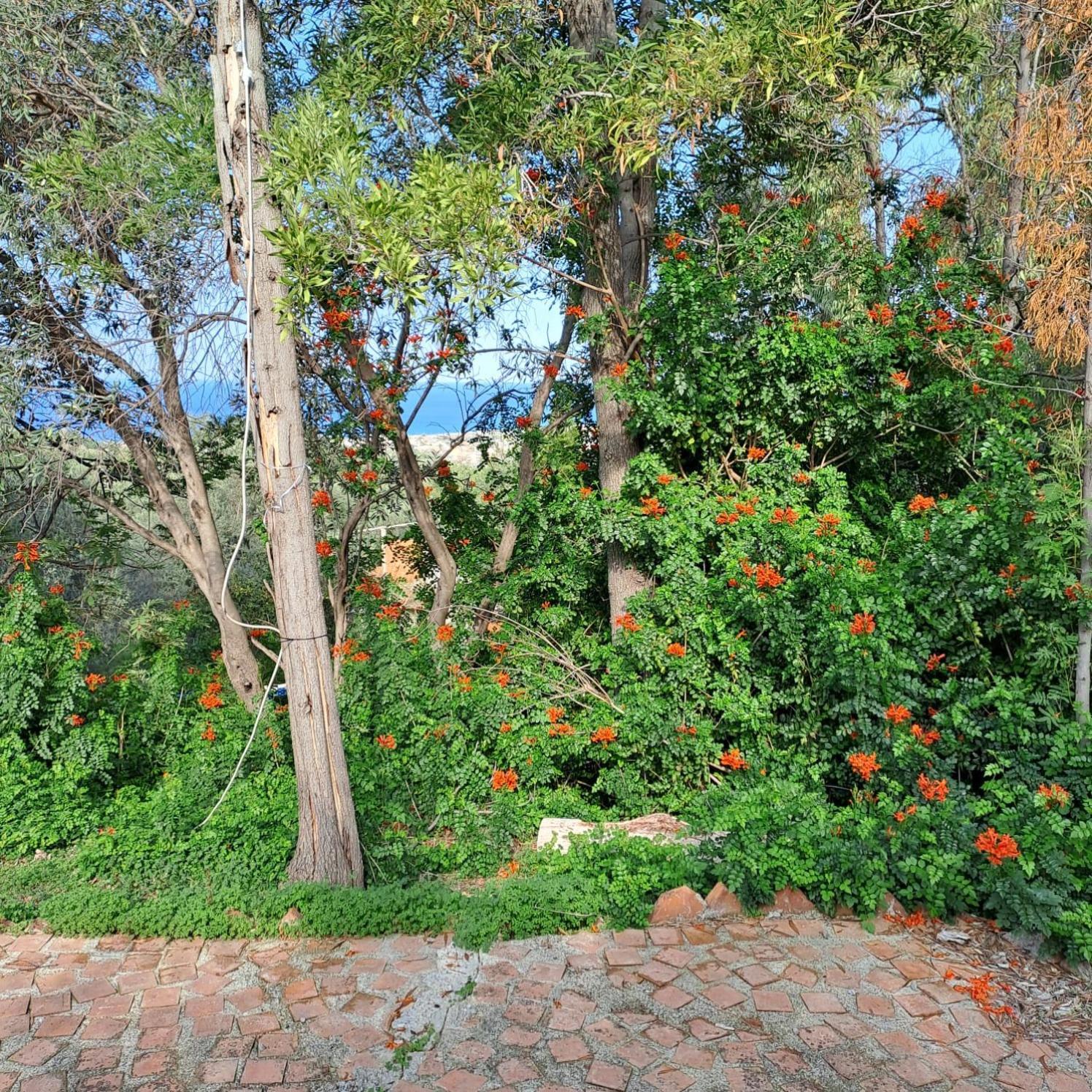 Villa Gatto Rometta Marea Eksteriør bilde